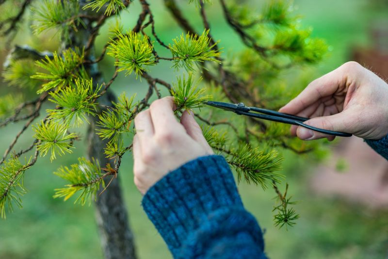 Tree Straightening